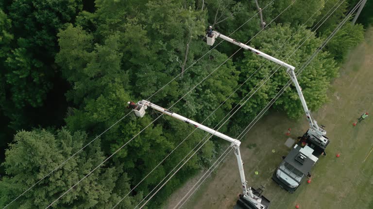 Best Tree Removal  in Pineville, NC